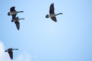 Group of Canada geese in flight in South Windsor, Connecticut.