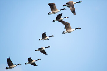 Group of Canada geese in flight in South Windsor, Connecticut.