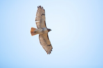 Red-tailed hawk flying over a swamp in central Connecticut.