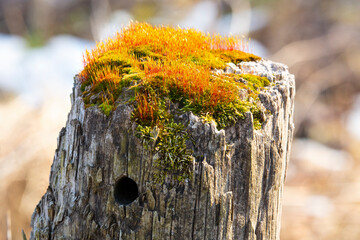 Mosses on top of a fencepost in South Windsor, Connecticut.