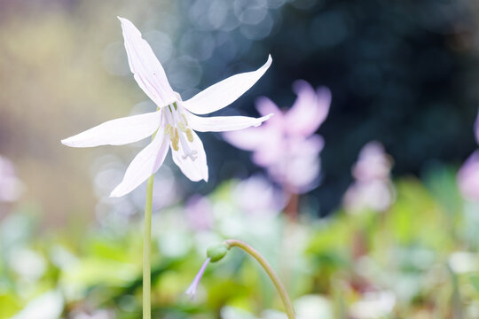 美しいシロバナカタクリ（ユリ科）の花の群生。
1万本に1本と言われる貴重なアルビノ種です。
Beautiful White Dogtooth violet (Erythronium japonicum f. leucanthum, Liliaceae) flowers.
日本国神奈川県相模原市の里山にて。
2022年4月撮影。

神奈川県の郊外にある美しい里山。
丘の周囲には貴重なカタクリの群生
