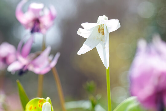 美しいシロバナカタクリ（ユリ科）の花の群生。
1万本に1本と言われる貴重なアルビノ種です。
Beautiful White Dogtooth violet (Erythronium japonicum f. leucanthum, Liliaceae) flowers.
日本国神奈川県相模原市の里山にて。
2022年4月撮影。

神奈川県の郊外にある美しい里山。
丘の周囲には貴重なカタクリの群生
