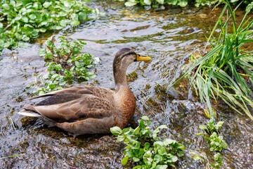 小川でクレソンを食べる可愛いカルガモ。
Lovely Spot-billed Duck (Anas zonorhyncha, family comprising ducks) eating watercress in a creek.
