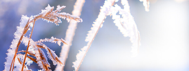 Banner with copy space. A calm, frozen winter scene. Amazing nature background. Frozen grass at...