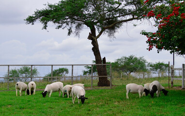 Fototapeta premium A group of great Dorper Sheep grazing on the farm's green pastures