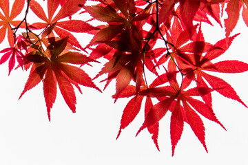 red autumn leaves isolated. Japanese Red Maple, red leaves