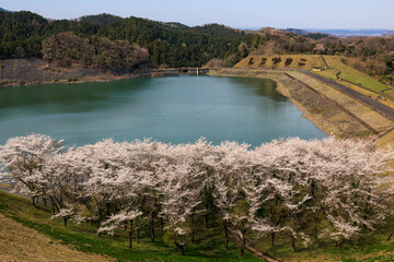 湖畔で満開に咲く美しいソメイヨシノ（バラ科）の花の木。
Beautiful Someiyoshino sakura (Cerasus x yedoensis, cherry blossom, Rosaceae) flowering trees in full bloom by the lake.
日本国神奈川県相模原市の里山にて。
2022年4月撮影。

神奈川県の郊外にある美しい里山。
丘の周囲