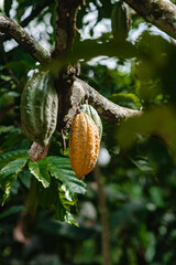 beautiful flowers of many colors to enjoy 