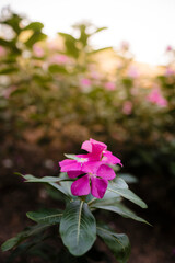 beautiful flowers of many colors to enjoy 