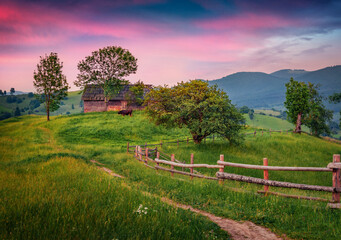 Red cow on mountain pasture at sunrise. Nice summer view of mountain village. Attractive morning scene of Carpathian mountains, Lozaschina village, Ukraine. Beauty of countryside concept background.