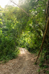 beautiful flowers of many colors to enjoy 