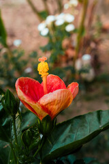 beautiful flowers of many colors to enjoy 