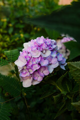 beautiful flowers of many colors to enjoy 