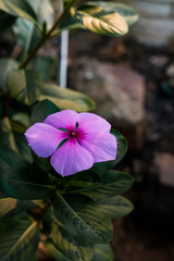 beautiful flowers of many colors to enjoy 