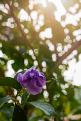 beautiful flowers of many colors to enjoy 