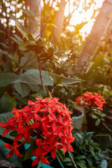 beautiful flowers of many colors to enjoy 