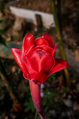 beautiful flowers of many colors to enjoy 