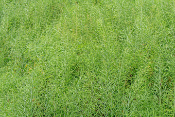 green grass texture.  oil seed rape background.