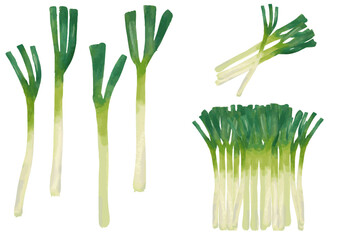 水彩風　白ネギ（長ネギ）　セット Fresh Vegetable Series:Watercolor White onion (Long onion) Set