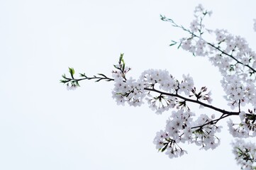 Travelling to Japan is so amazing and love the city Tokyo so much.
