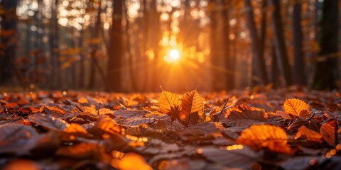 Sunset rays shining through a forest, illuminating the vibrant autumn leaves scattered on the forest floor.