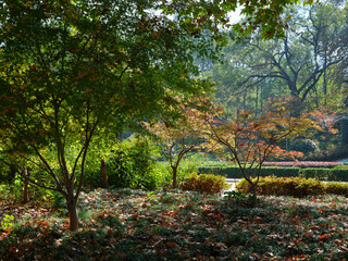 colorful leaves in a garden in autumn