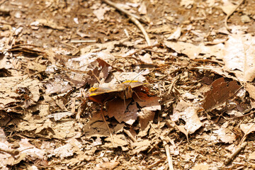 可愛いヒメアカタテハ（タテハチョウ科）。
Lovely Painted Lady  (Vanessa cardui, Nymphalidae).
日本国神奈川県相模原市の里山にて。
2022年4月撮影。

神奈川県の郊外にある美しい里山。
丘の周囲には貴重なカタクリの群生がある。
その他にもホウキモモやミツマタ、各種桜、梅の花木。
スプリング・エフェメラル（春の妖精）と呼ばれる雪割草やイチゲ、節分