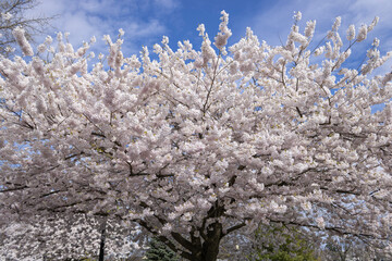 Cherry Blossoms at the Canadian National Exhibition