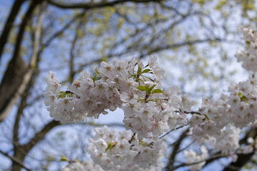 Cherry Blossoms at the Canadian National Exhibition