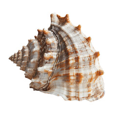 Fototapeta premium An isolated close up shot of a seashell against a transparent background