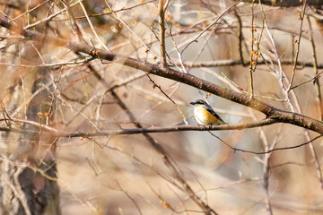 獲物を探す美しいモズ（モズ科）。
Beautiful Bull-headed shrike (Lanius bucephalus, family comprising shrike) searching for prey.
日本国神奈川県相模原市の里山にて。
2022年4月撮影。

神奈川県の郊外にある美しい里山。
丘の周囲には貴重なカタクリの群生がある。
その他にもホウキモモやミツマタ、各種桜、