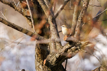 獲物を探す美しいモズ（モズ科）。
Beautiful Bull-headed shrike (Lanius bucephalus, family comprising shrike) searching for prey.
日本国神奈川県相模原市の里山にて。
2022年4月撮影。

神奈川県の郊外にある美しい里山。
丘の周囲には貴重なカタクリの群生がある。
その他にもホウキモモやミツマタ、各種桜、