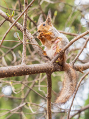 The squirrel with nut sits on a branches in the spring or summer.