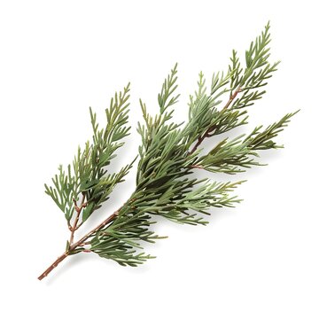 branch of pine tree on white background,  Juniperus squamata or Himalayan juniper twig isolated on white background