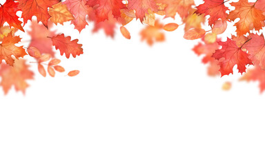 Autumn falling leaves frame. Autumnal foliage fall and orange maple and oak leaves flying in wind motion blur on white background. Copy space