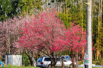 美しいブンゴウメ（バラ科）他の花。
Beautiful Bungo Japanese apricot (Prunus mume...