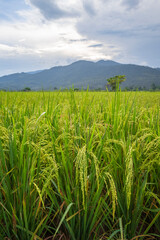 Fototapeta na wymiar portrait of beautiful rice field and a mountain in the cloudy morning