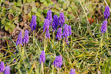 美しいムスカリ（キジカクシ科）の花の群生。
Beautiful grape hyacinth  (Muscari armeniacum, Asparagaceae) and other flowers.
日本国神奈川県相模原市の里山にて。
2022年4月撮影。

神奈川県の郊外にある美しい里山。
丘の周囲には貴重なカタクリの群生がある。
その他にもホウキモモやミツマタ、各種桜、梅の花木。
スプリン