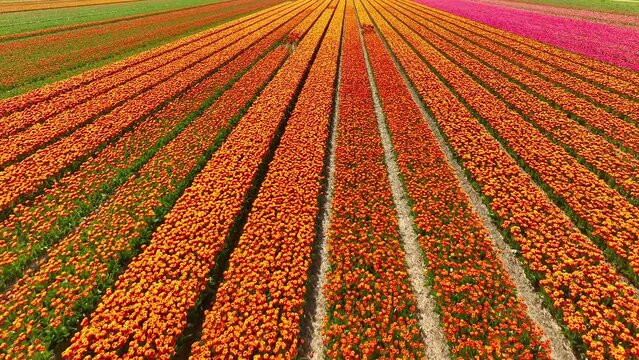 Aerial drone view flying over beautiful colored tulip field in Netherlands. Agriculture fields with flowers. Fly over Holland, Dutch polder landscape multi colored tulip fields, spring landscape.