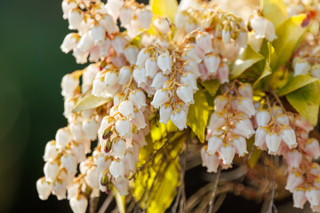 美しい満開のアセビ（ツツジ科）。
Beautiful Japanese andromeda (Pieris japonica...