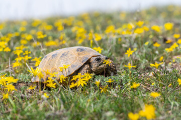 Central Asian tortoise on a spring day