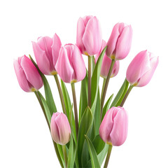Fototapeta premium A cheerful bouquet of pink tulips stands out against a clean transparent background creating a festive and vibrant display that can be easily isolated on transparent background