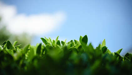 Closeup of beautiful nature view green leaf with blue sky and cloud in garden with copy space using...