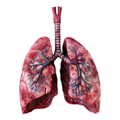 Human lungs diagram isolated on transparent background