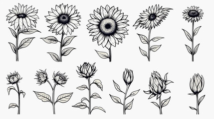 Sketched sunflower drawing black and white