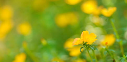 Closeup of yellow Verdolaga flower under sunlight with copy space using as background natural green plants landscape, ecology wallpaper cover page concept.