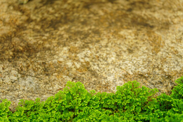 Closeup of green leaves natue and yellow stone as background using as wallpaper background and cover page concept.