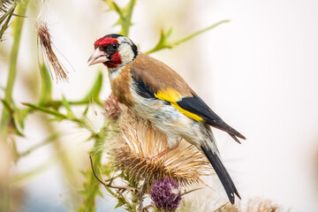 European goldfinch, feeding on the seeds of thistles. Carduelis carduelis.