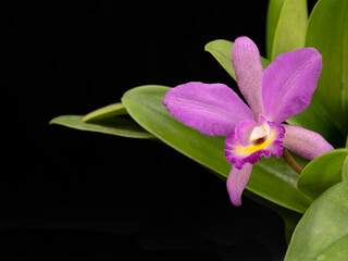 purple orchid on black background