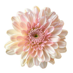 Fototapeta premium An isolated chrysanthemum flower with a transparent background is available with a precise clipping path
